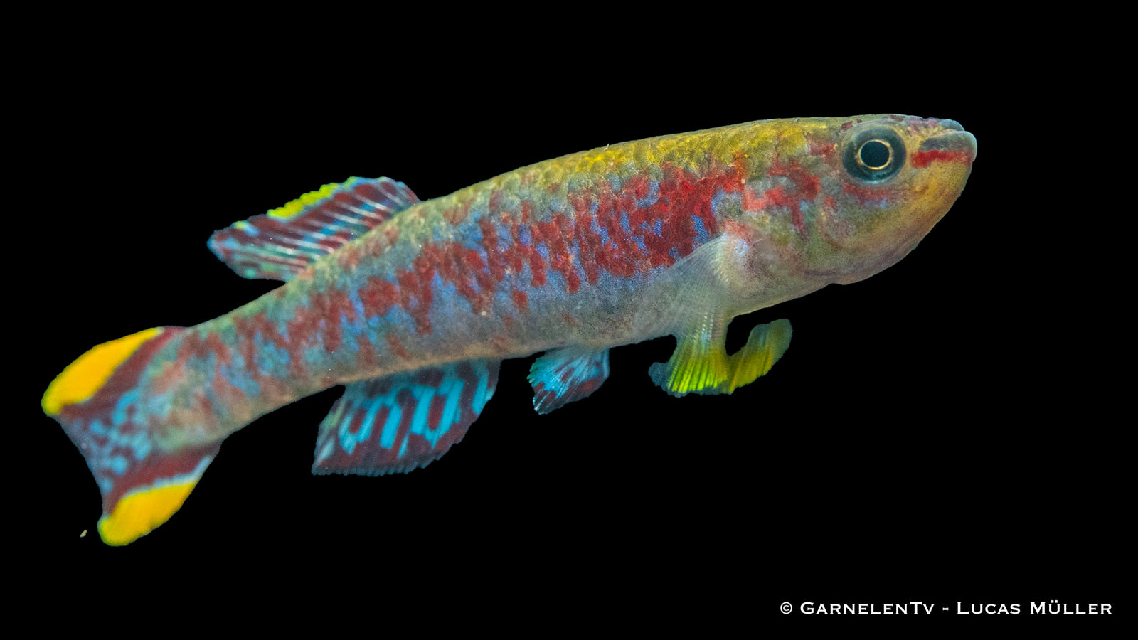Gardners Prachtkärpfling – Fundulopanchax gardneri im Aquarium
