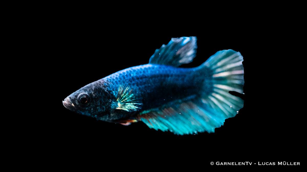 Female Kampffisch Halfmoon Betta with bright, striking colors
