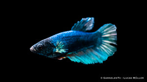 Female Kampffisch Halfmoon Betta with bright, striking colors
