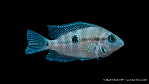 Feuermaulbuntbarsch Thorichthys meeki im Aquarium
