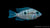 Feuermaulbuntbarsch Thorichthys meeki im Aquarium
