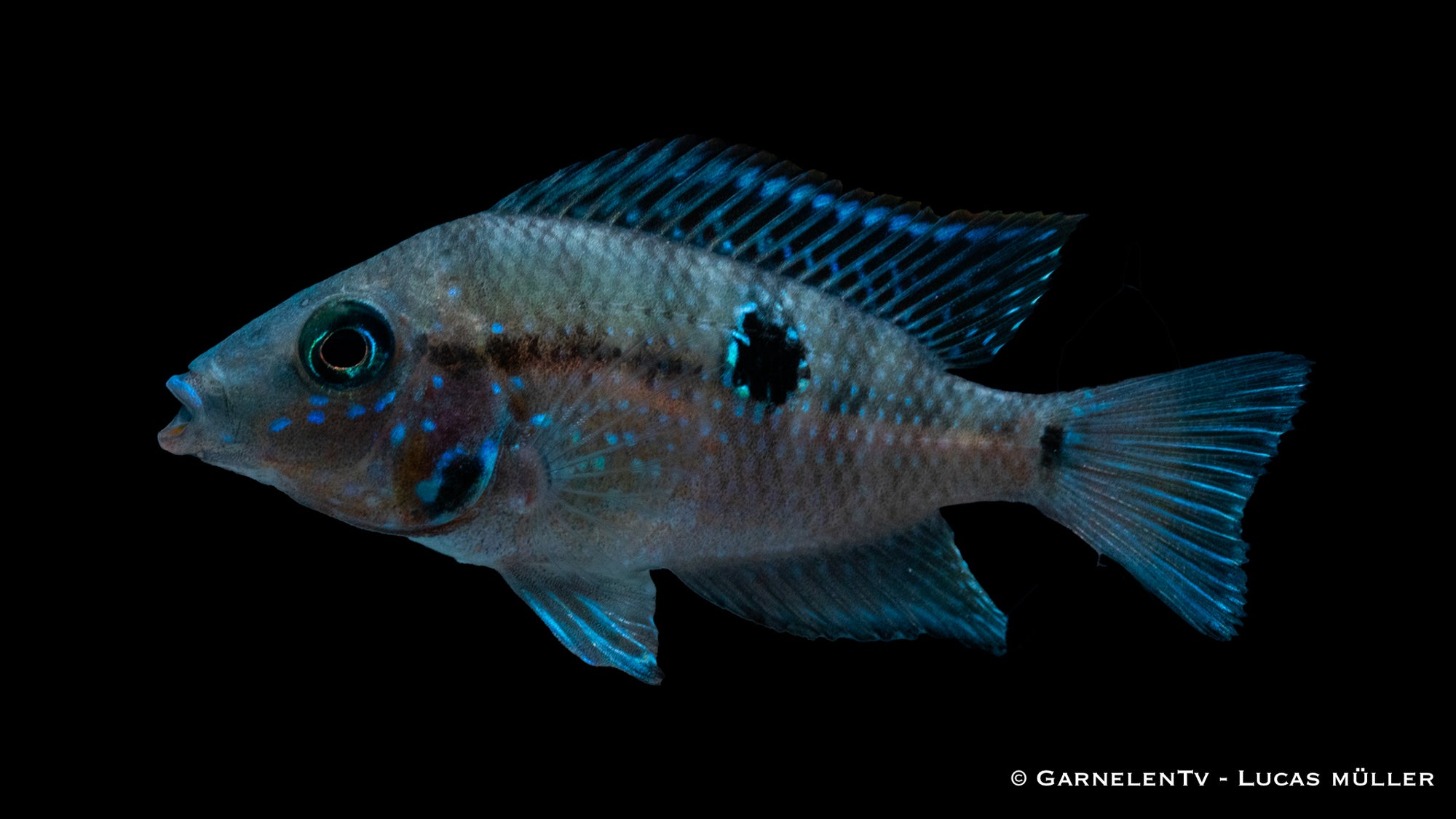 Feuermaulbuntbarsch Thorichthys meeki im Aquarium