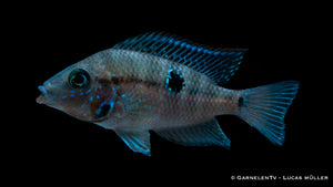 Thorichthys meeki mit orange-rotem Maul und Flossen