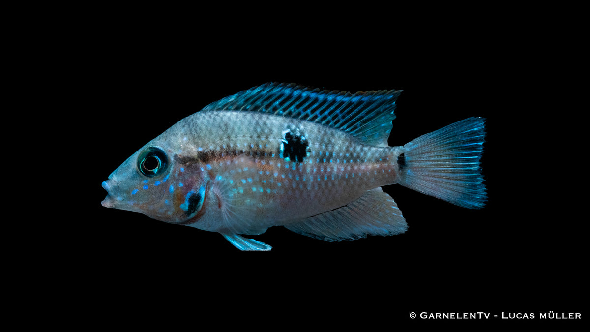 Feuermaulbuntbarsch schwimmt in einem gut strukturierten Aquarium