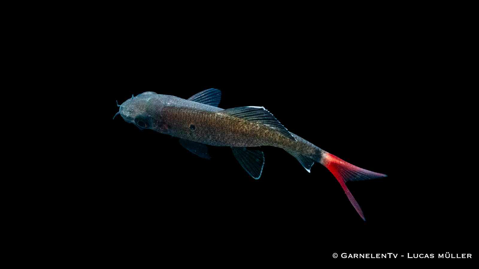 Feuerschwanz Epalzeorhynchos bicolor im Aquarium