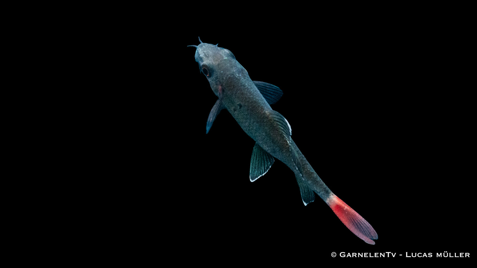 Feuerschwanz Epalzeorhynchos bicolor im Aquarium