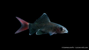 Feuerschwanz Schwimmen in einem geräumigen Aquarium