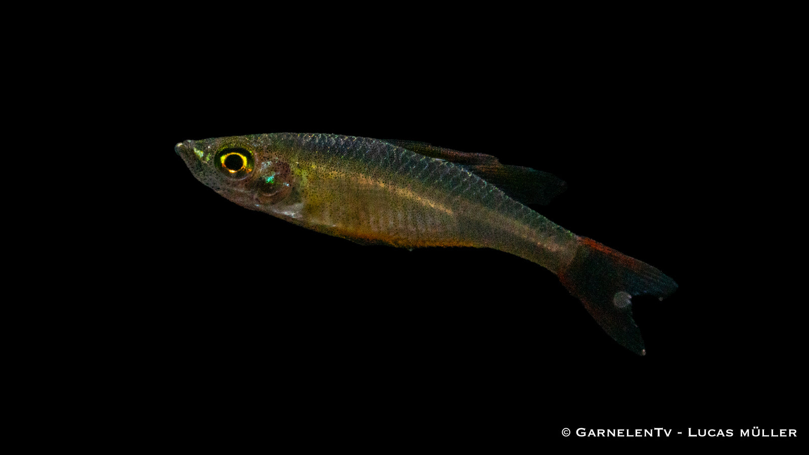 Filigran-Regenbogenfisch Iriatherina werneri im Aquarium