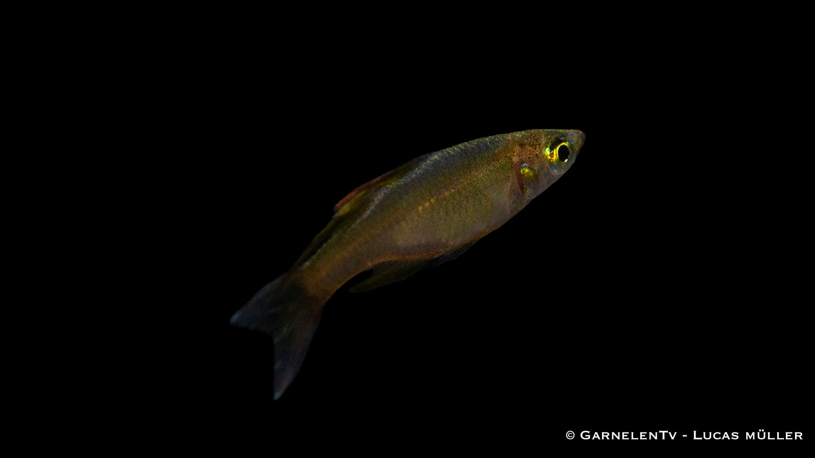 Filigran-Regenbogenfisch Iriatherina werneri im Aquarium