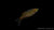 Filigran-Regenbogenfisch Iriatherina werneri im Aquarium