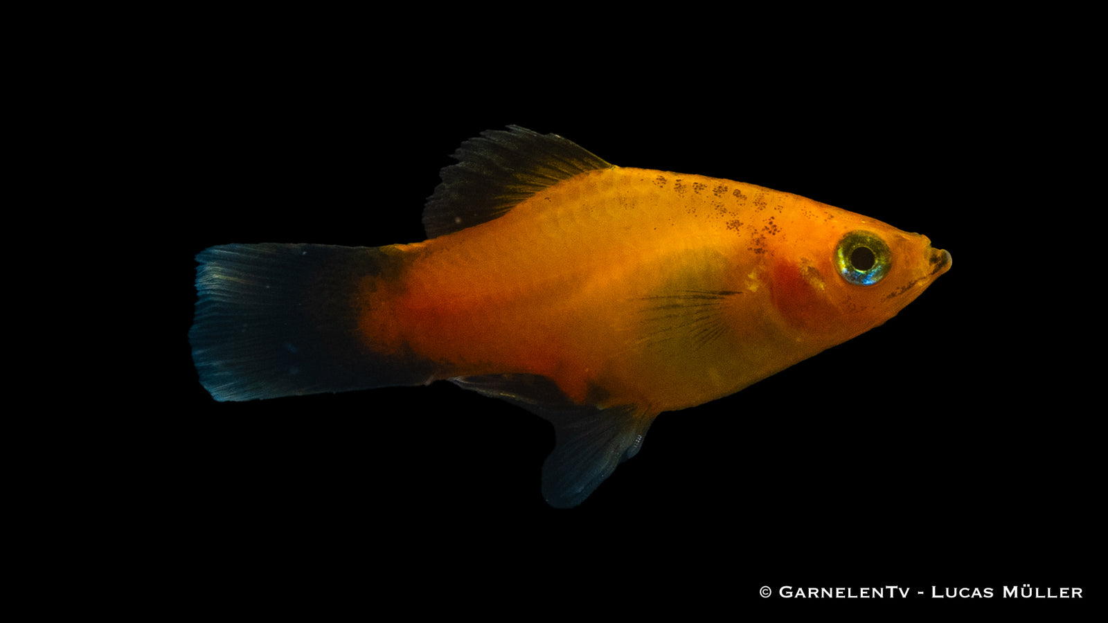 Deutschland Platy Xiphophorus maculatus schwimmt im Aquarium

