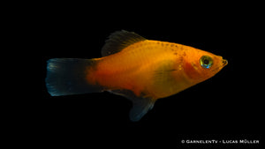 Fische Deutschland Platy Xiphophorus maculatus im Aquascaping
