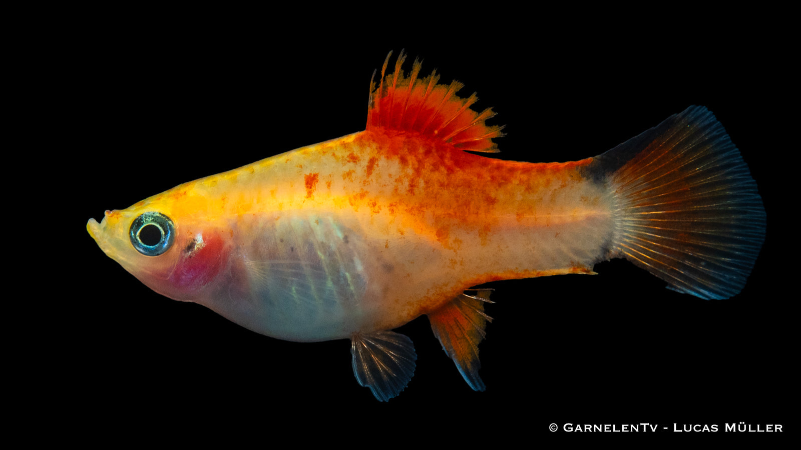 Platy Ananas Nadel Xiphophorus maculatus schwimmt im Aquarium