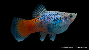 Fische Platy Blau Calico Glühlicht schwimmen im Aquarium
