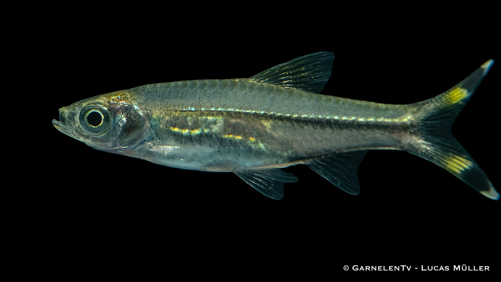 Flaggenschwanz Glasbärbling (Rasbora trilineata) im Aquarium