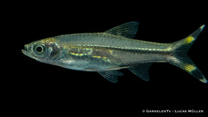 Flaggenschwanz Glasbärbling (Rasbora trilineata) im Aquarium