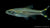 Flaggenschwanz Glasbärbling (Rasbora trilineata) im Aquarium