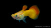 Flame Guppy male showing off its fiery red and orange hues
