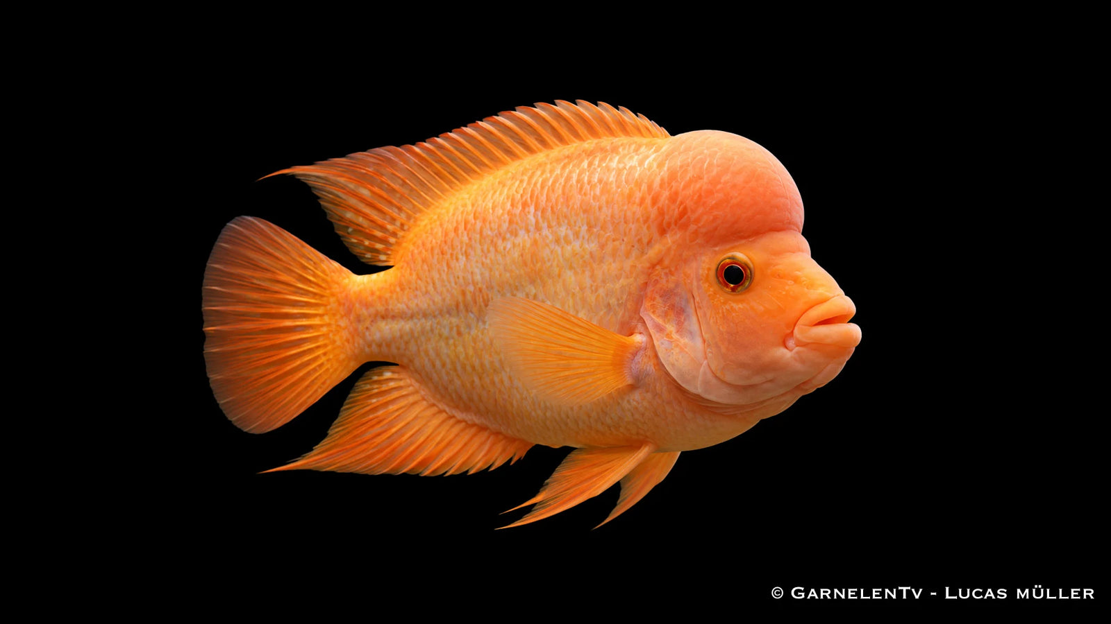 Flamingobuntbarsch - Amphilophus labiatus im Aquarium