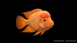 Flamingobuntbarsch - Amphilophus labiatus