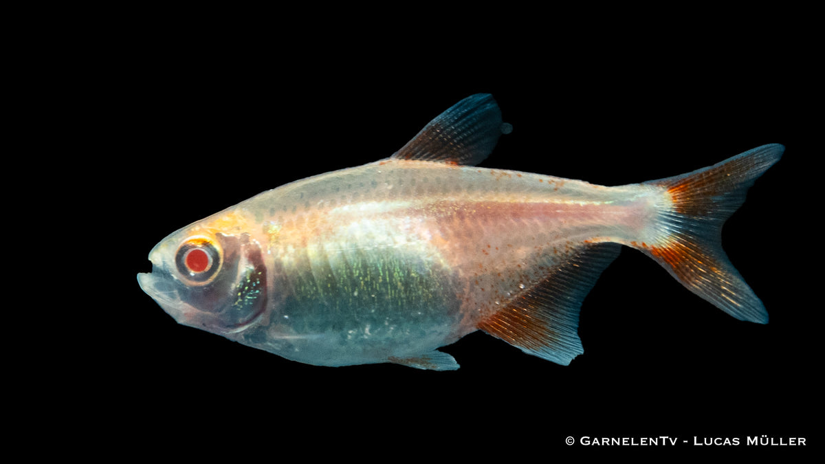 Hyphessobrycon anisitsi Albino Aquarium Fish