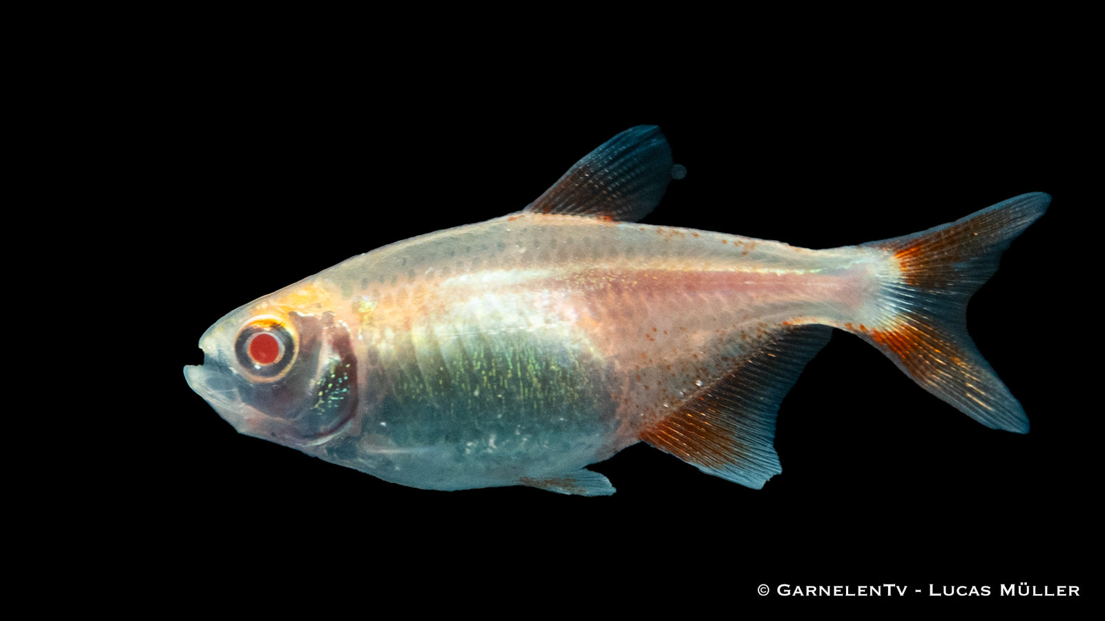 Flamingosalmler Albino Fish