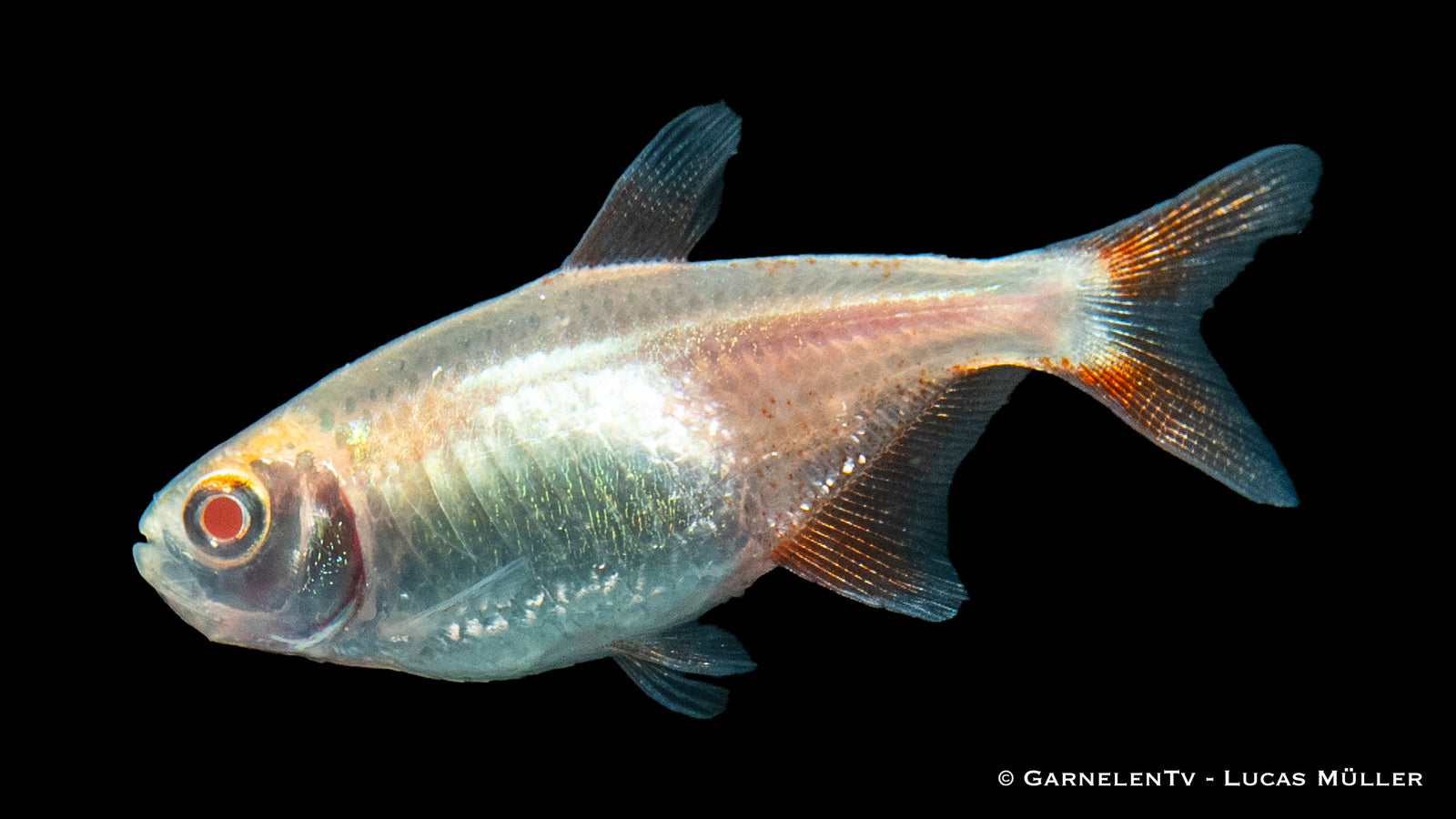 Flamingosalmler Albino Fish