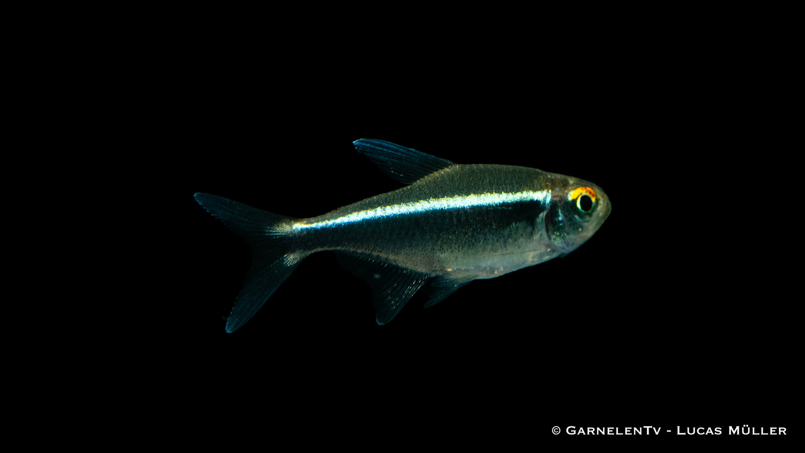 Schwarzer Neon Hyphessobrycon herbertaxelrodi Swimming