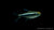 Schwarzer Neon Hyphessobrycon herbertaxelrodi Swimming