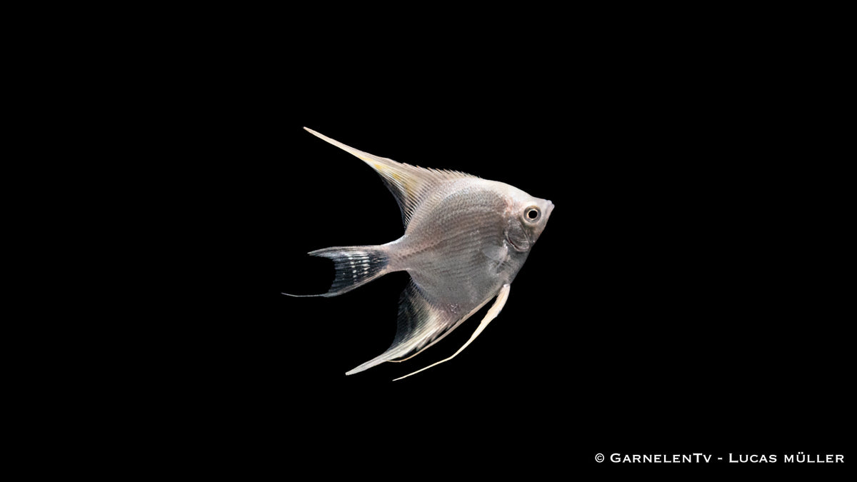 Friedliche Aquarienfische Skalar Snow Diamond