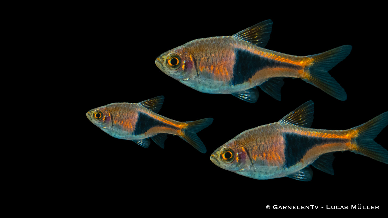 Keilfleckbarbe Trigonostigma heteromorpha im Aquarium