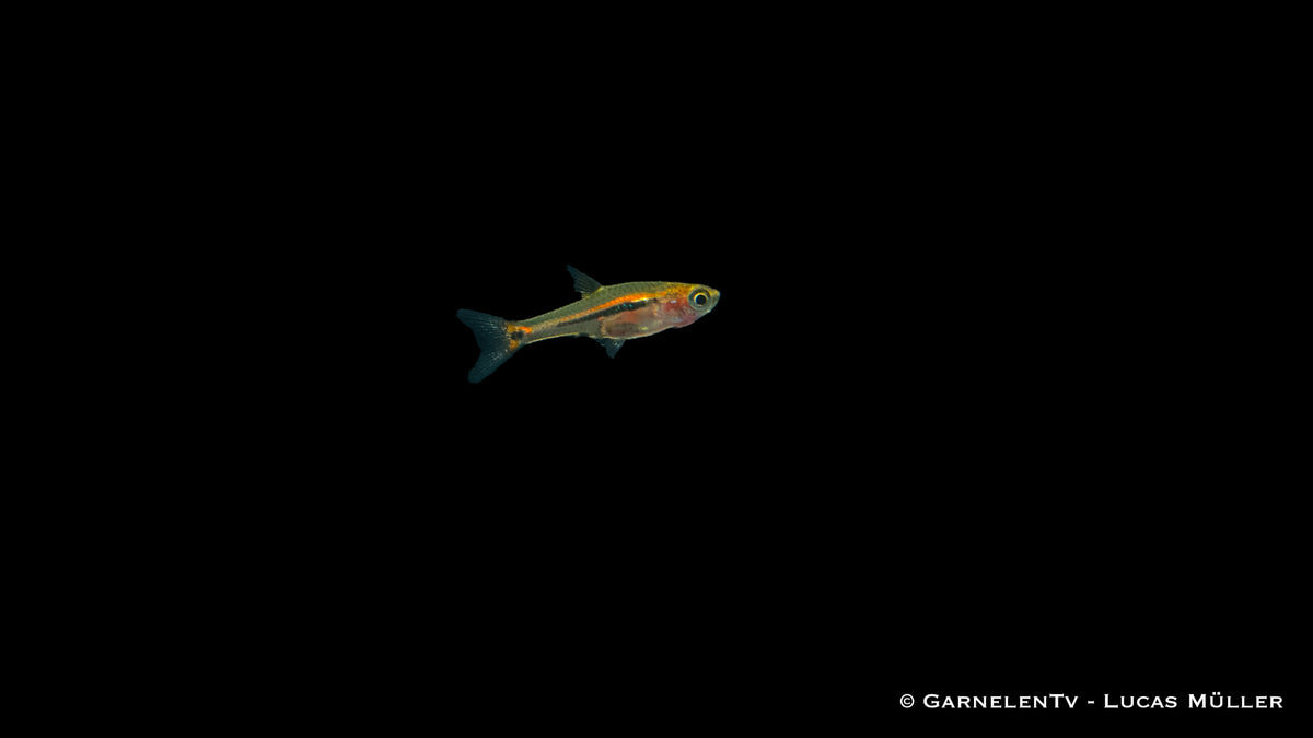 Friedliche Schwanzstreifenrasbora in Gruppen