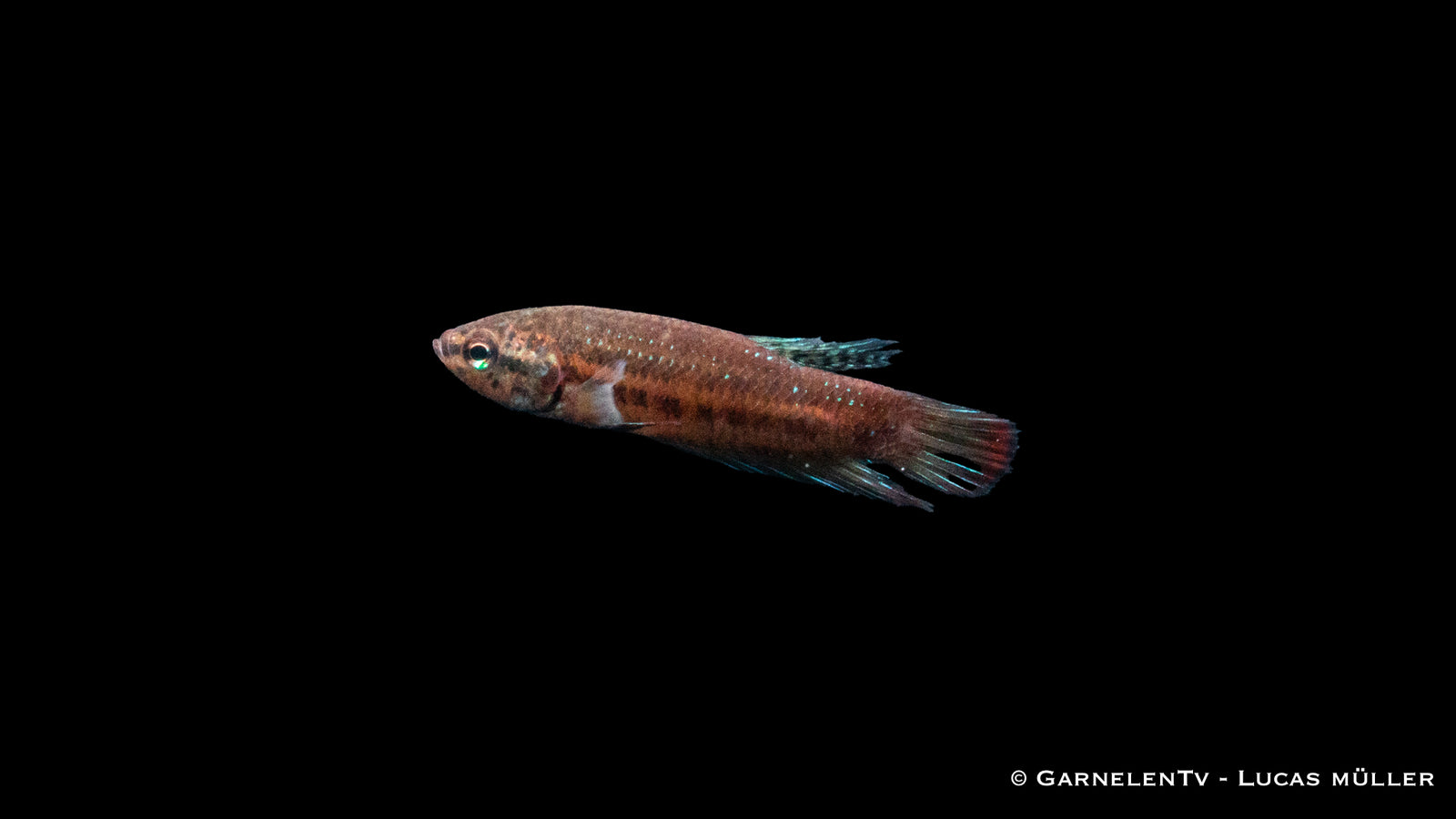 Friedlicher Kampffisch Betta imbellis