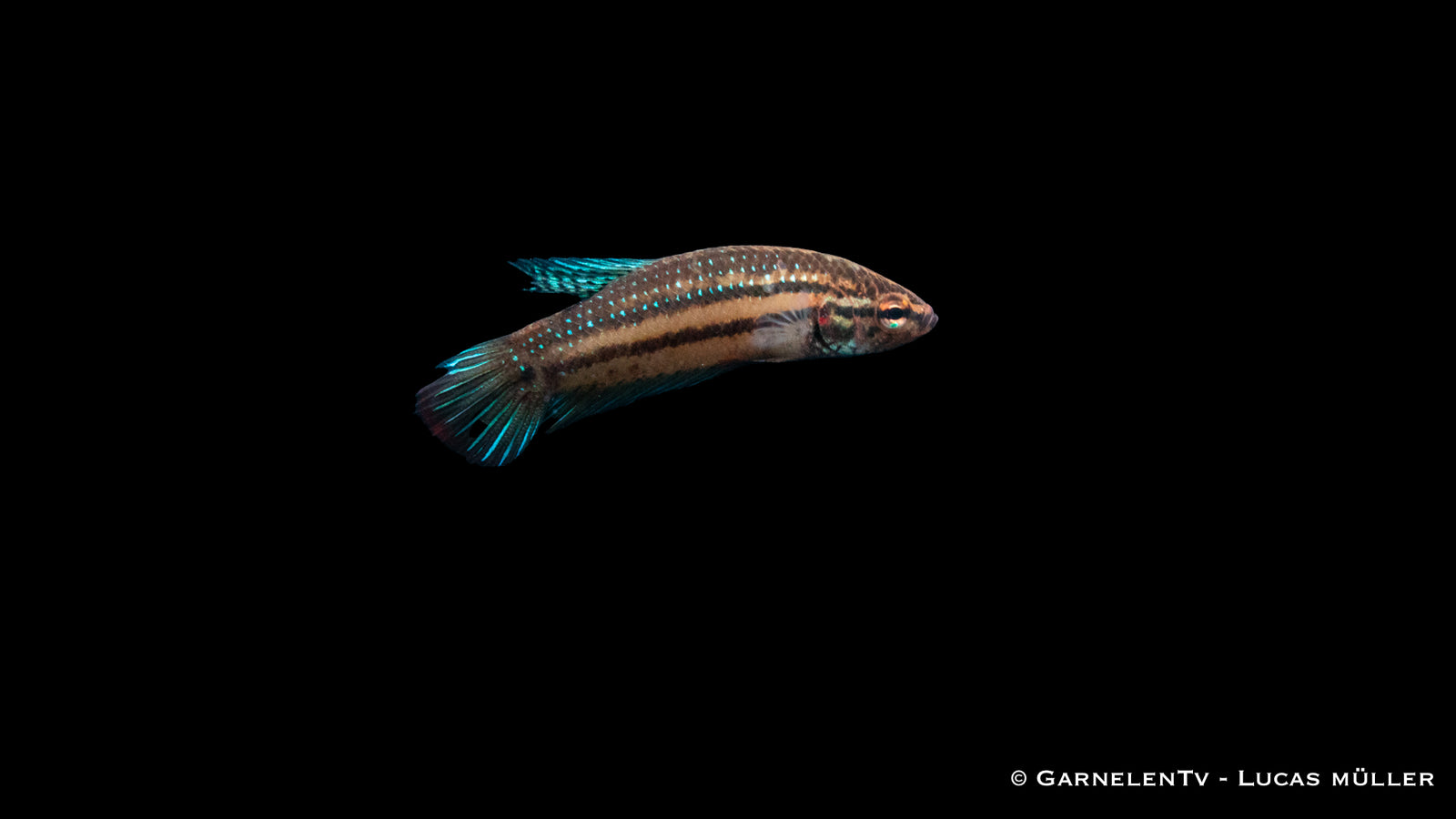 Friedlicher Kampffisch Betta imbellis