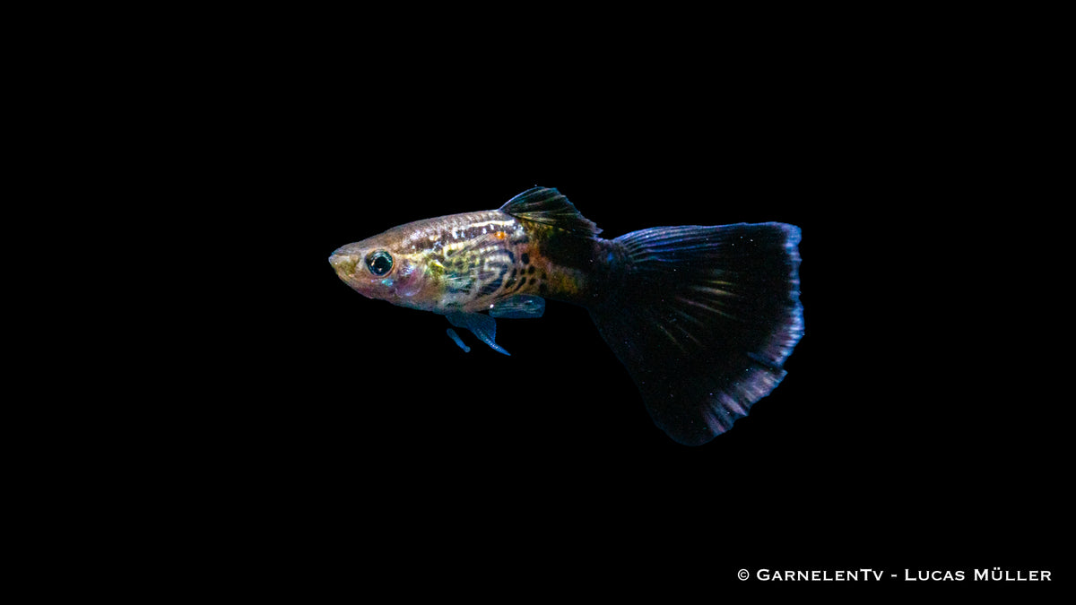 Friedlicher Guppy &quot;Cobra Blue&quot; in Gruppenhaltung