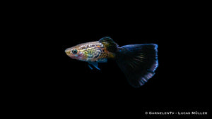 Friedlicher Guppy "Cobra Blue" in Gruppenhaltung