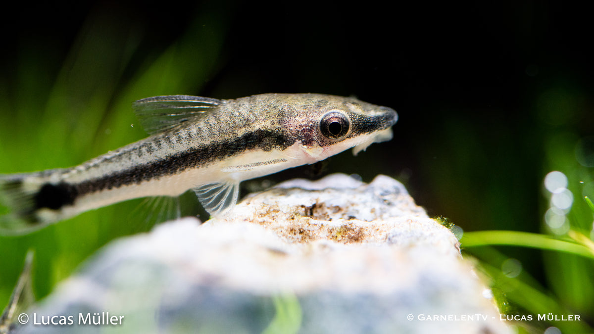 Friedlicher Otocinclus in Süßwasseraquarium