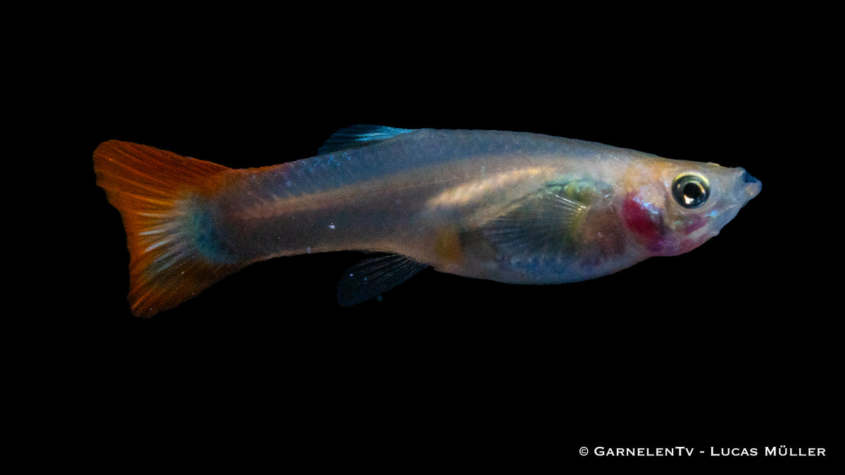 Friedliches Guppy-Weibchen Flame im Gemeinschaftsaquarium
