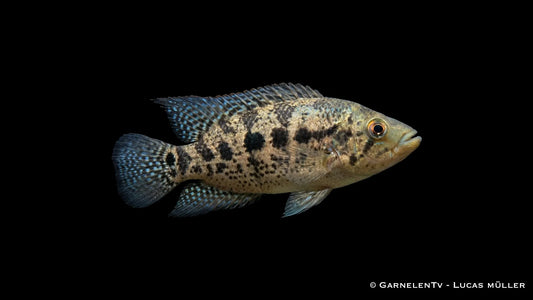 Friedrichthals Buntbarsch Parachromis friedrichsthalii mit kräftigem Körperbau und markanter Fleckenzeichnung im Aquarium