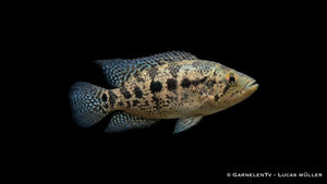 Friedrichthals Buntbarsch Parachromis friedrichsthalii mit kräftigem Körperbau und markanter Fleckenzeichnung im Aquarium