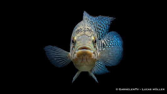Friedrichthals Buntbarsch im Aquarium mit kräftiger Zeichnung, ruhiger Schwimmhaltung und imposantem Buntbarsch Erscheinungsbild