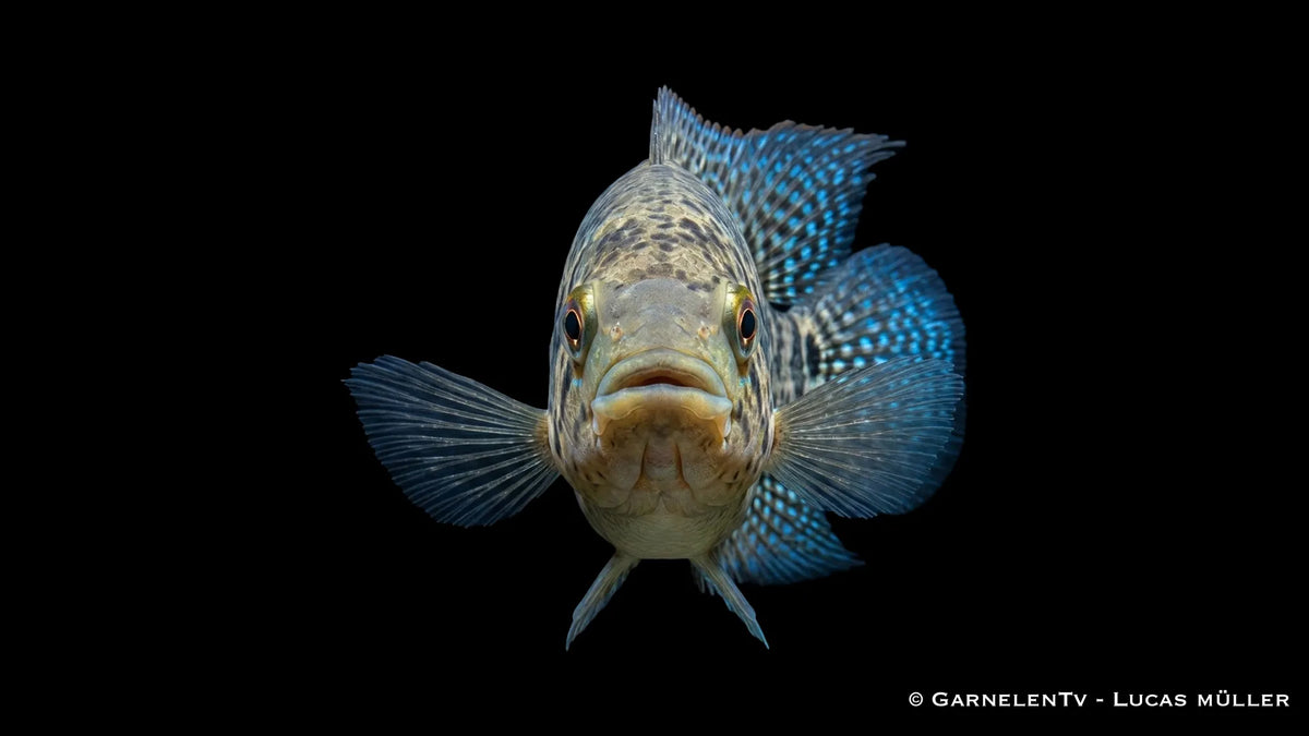 Friedrichthals Buntbarsch im Aquarium mit kräftiger Zeichnung, ruhiger Schwimmhaltung und imposantem Buntbarsch Erscheinungsbild