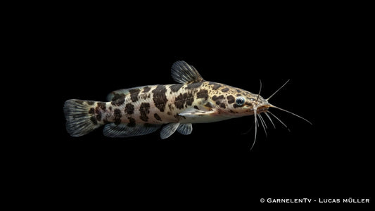 Gescheckter Froschwels XL Clarias batrachus mit kräftigem Körperbau und auffälliger Musterung im Aquarium
Nahaufnahme ei