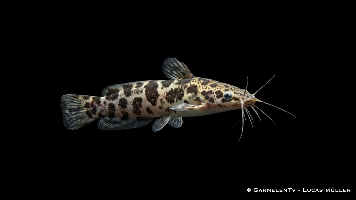 Gescheckter Froschwels XL Clarias batrachus mit kräftigem Körperbau und auffälliger Musterung im Aquarium
Nahaufnahme ei