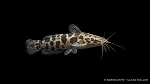 Gescheckter Froschwels XL Clarias batrachus mit kräftigem Körperbau und auffälliger Musterung im Aquarium
Nahaufnahme ei