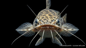 Nahaufnahme eines Clarias batrachus mit breitem Kopf, langen Barteln und gescheckter Zeichnung