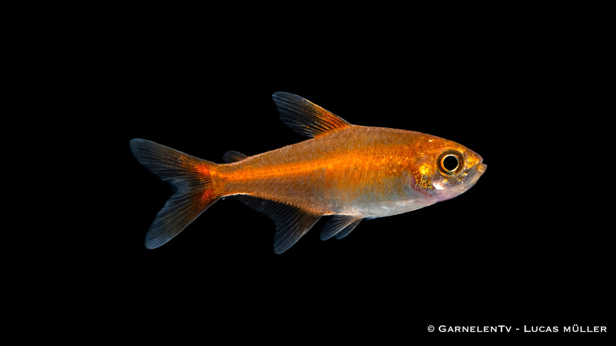 Hyphessobrycon amandae in größerer Gruppe in mittlerer Wasserzone, feine Pflanzenstruktur und natürliche Aquascape Umgebung