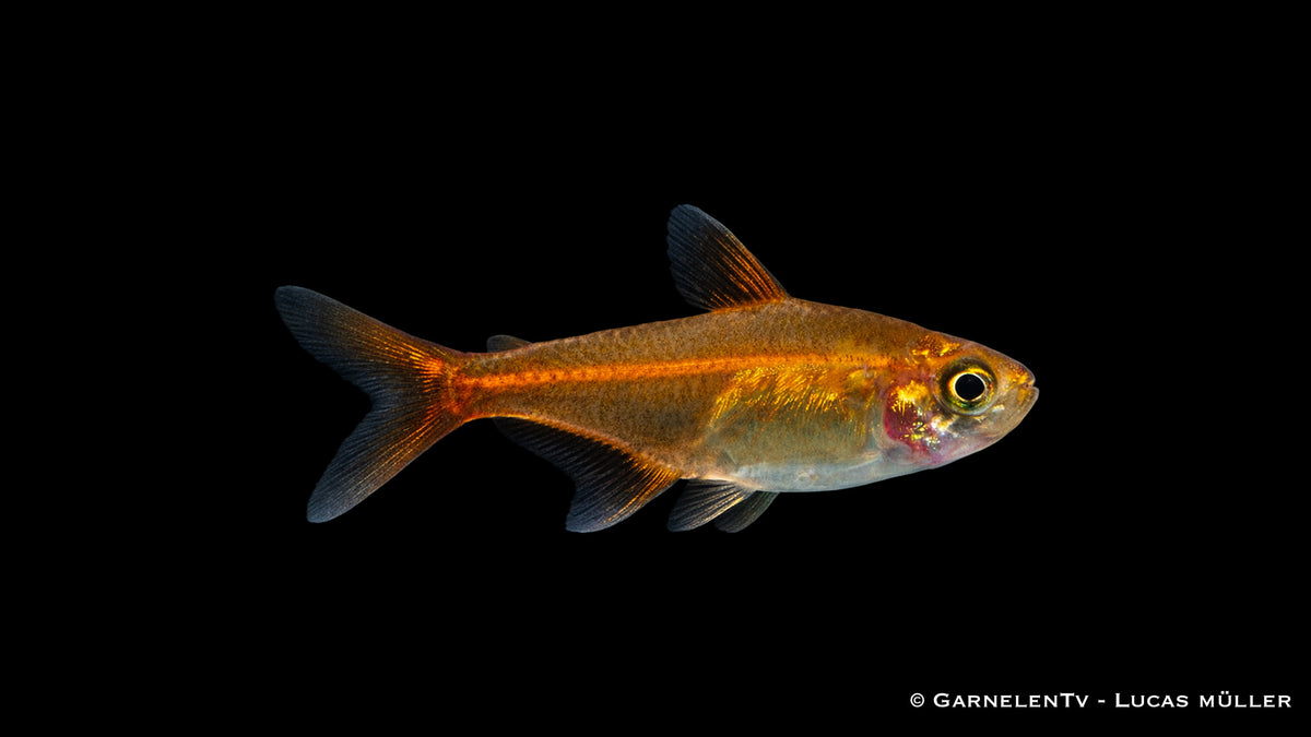 Detailaufnahme eines Funkensalmlers mit leuchtender Körperfarbe und klarer Flossenstruktur, weiches Licht und hoher Kontrast