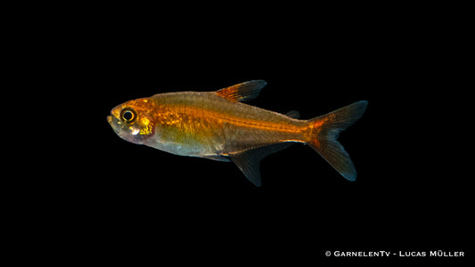 Funkensalmler Hyphessobrycon amandae im Aquarium