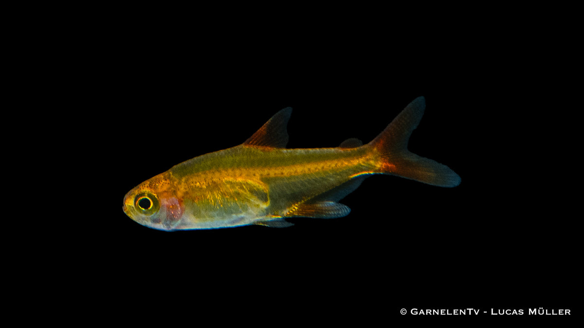 Funkensalmler in einem Gemeinschaftsaquarium